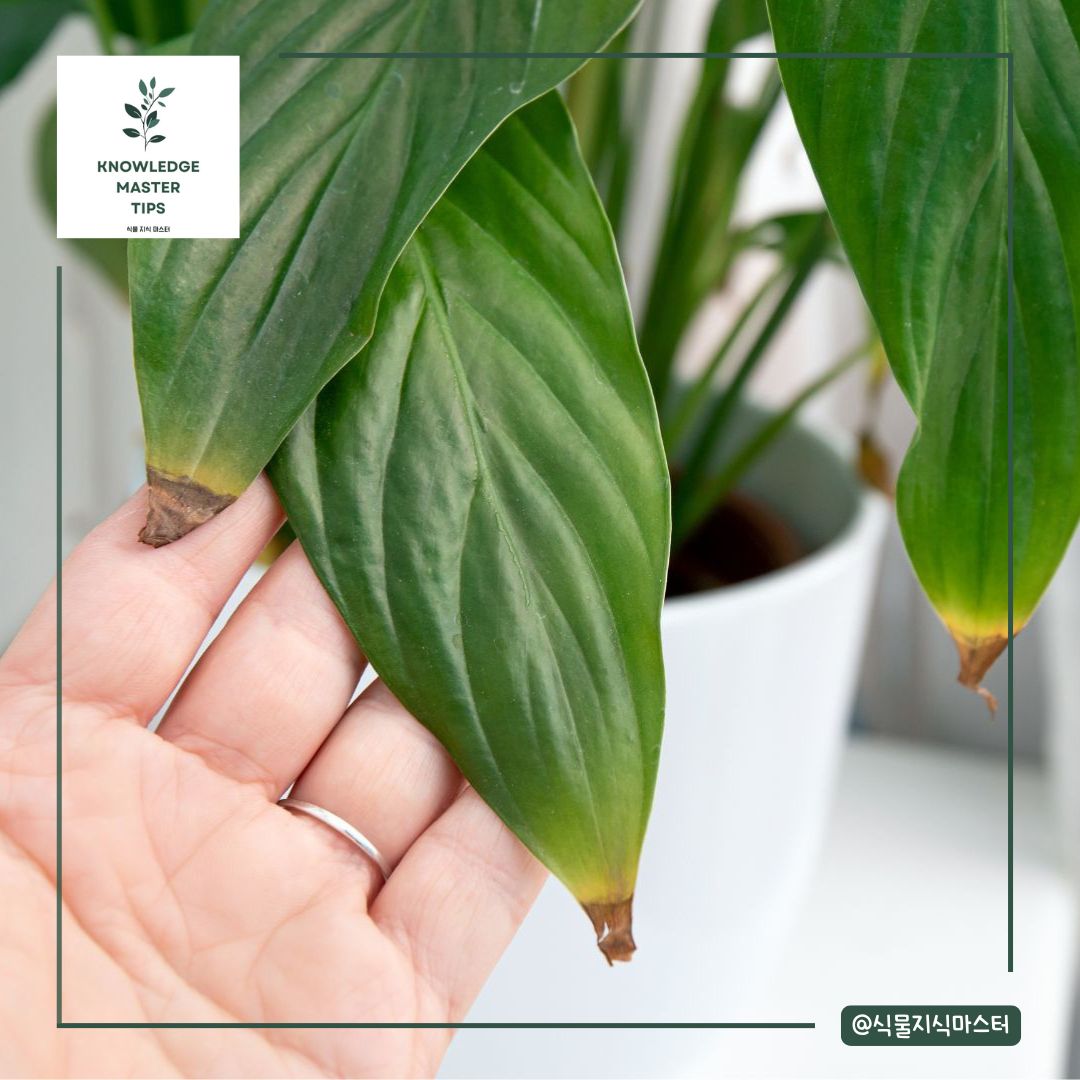 잎 끝이 갈색으로 변하는 현상