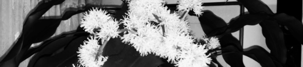 행운목 꽃 개화시기 = 12월