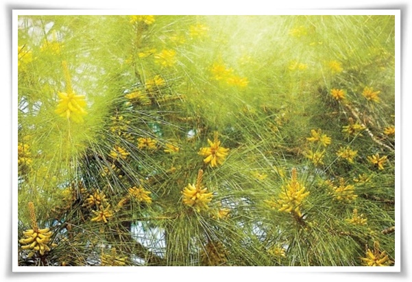 &quot;송화가루, 송진가루&quot; 솔솔 날아온 자연의 선물 노란 가루 효능과 알레르기 대처법!