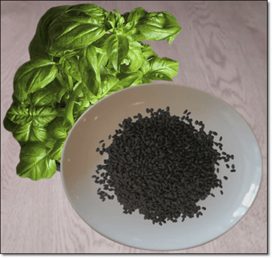 바질씨드 및 바질잎