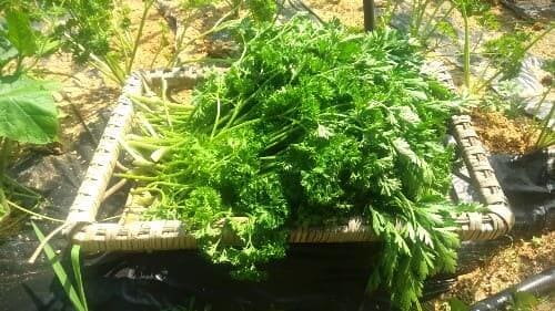 파슬리-재배-파슬리-수확-파슬리가루-만들기-만드는법-손질하기