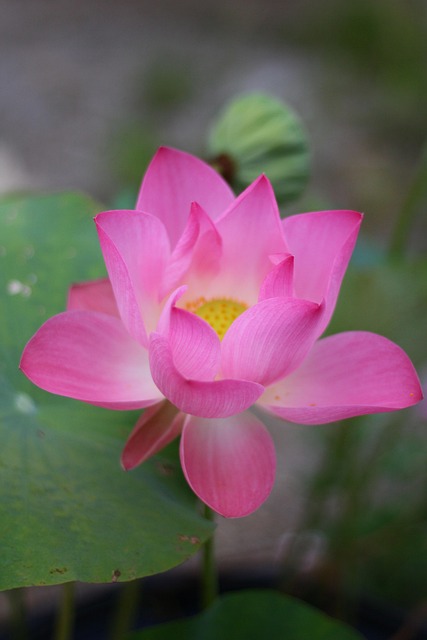 세미원 연꽃문화제 개화시기