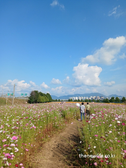 구리 한강시민공원 코스모스 길 산책로 &ndash; 분홍빛 코스모스가 이어진 걷기 좋은 길