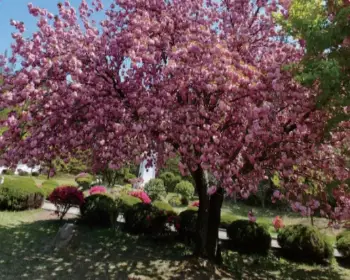 경주벚꽃축제 벚꽃 명소_4