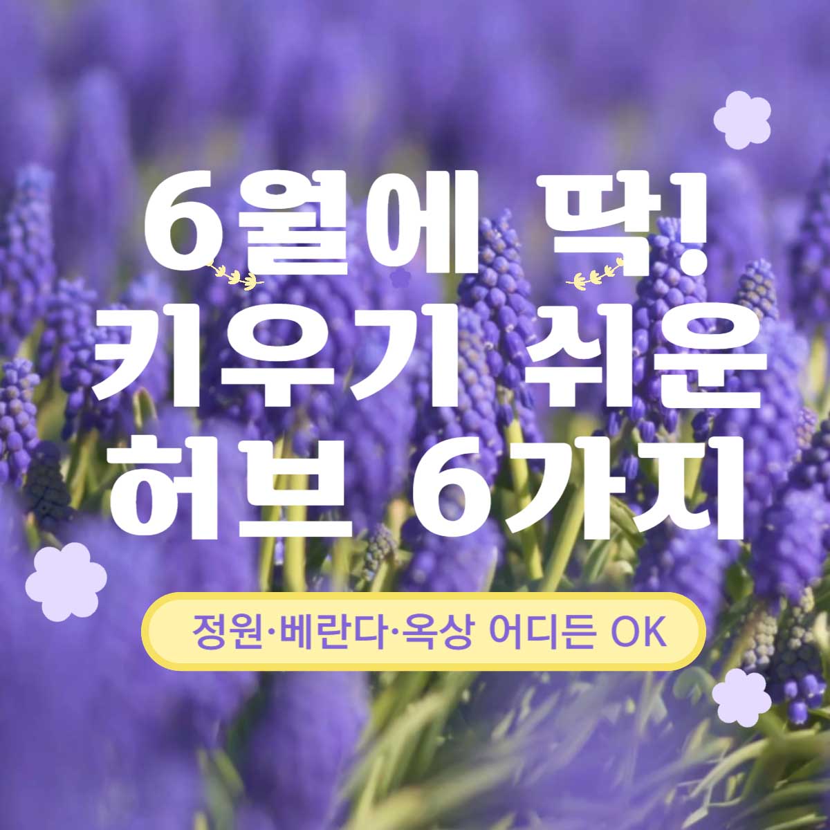 썸네일-6월허브식물추천