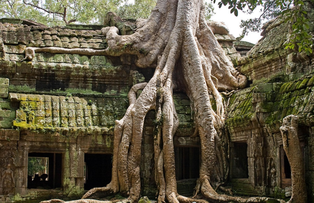 캄보디아 따 프롬 사원