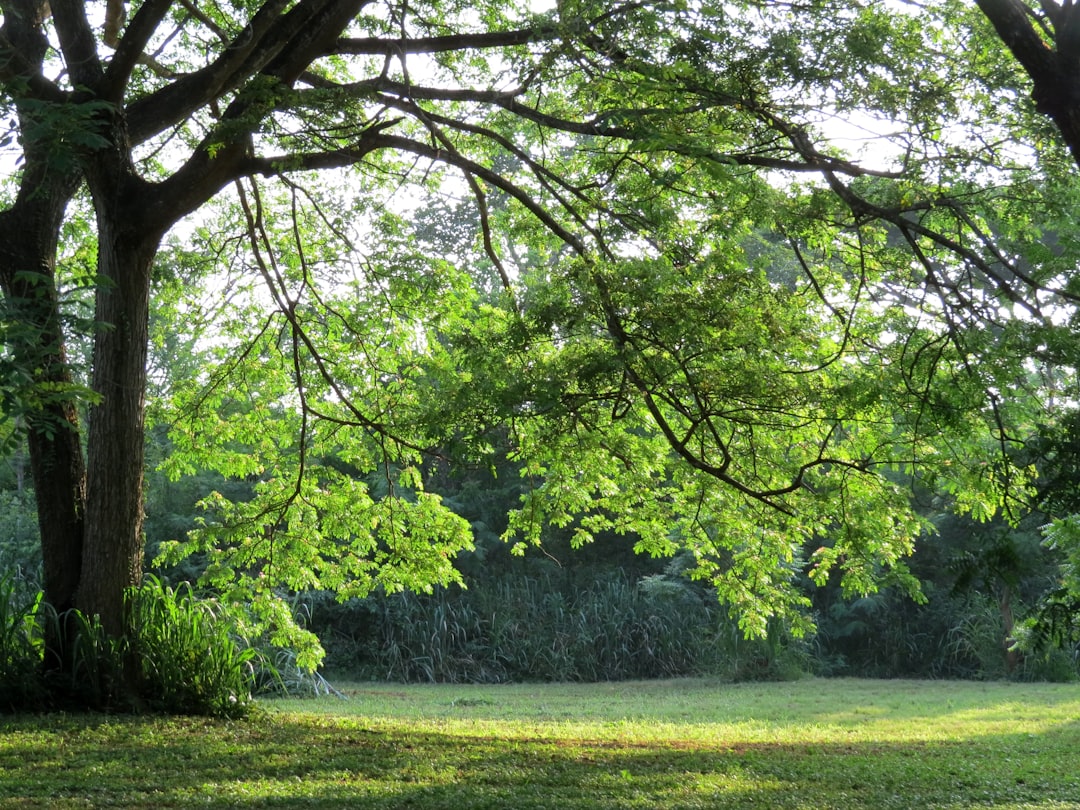 Park