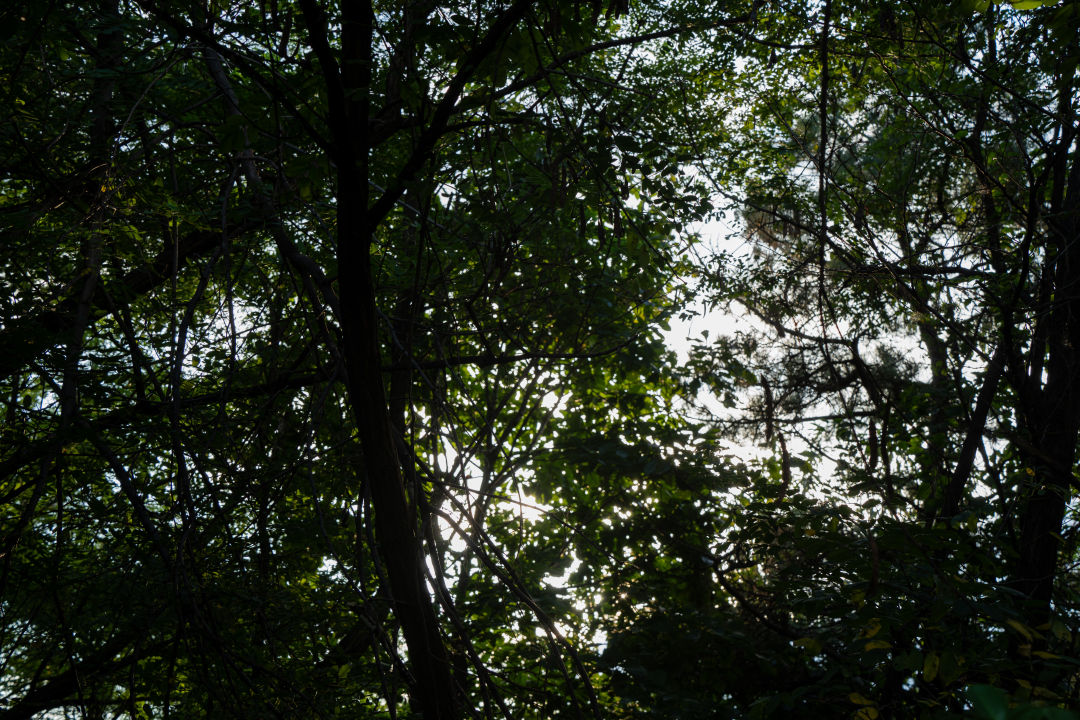 퉁소바위공원 나무