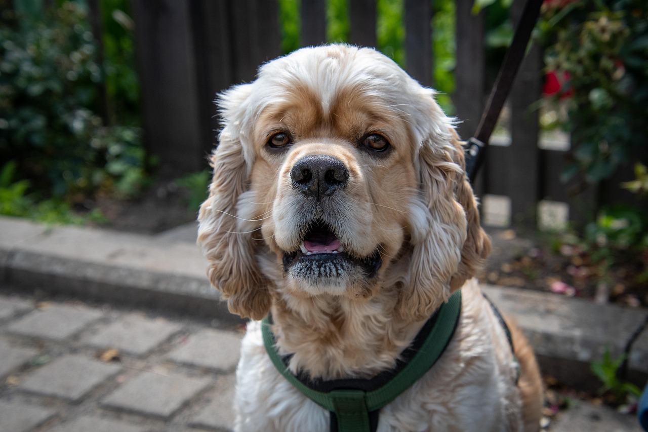 강아지 비타민 D 과다증 (12)