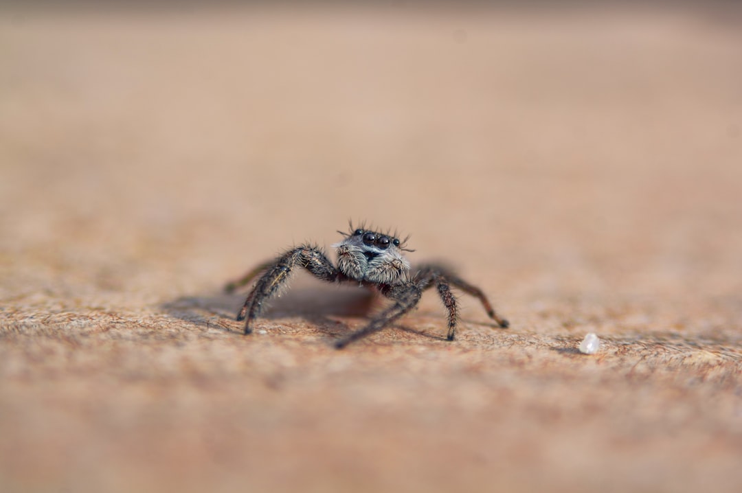 Spider