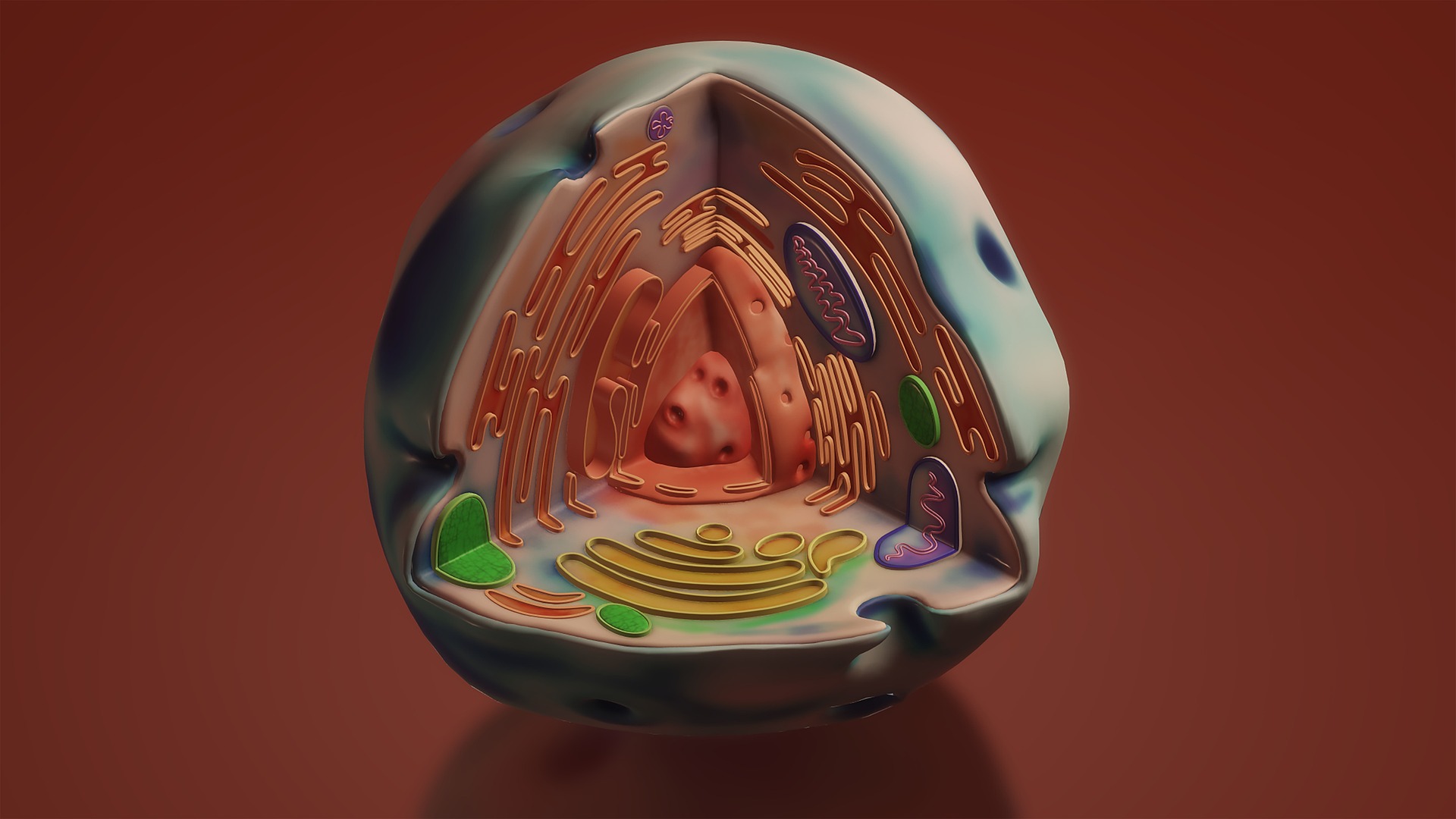 유로리틴A 효능&amp;#44; 2026년 미토콘드리아 건강 성분으로 주목받는 이유