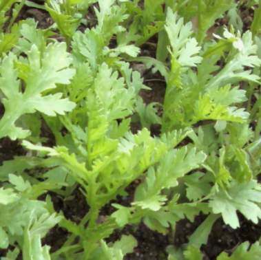 쑥갓의 효능 부작용 고르는법 칼로리 꽃