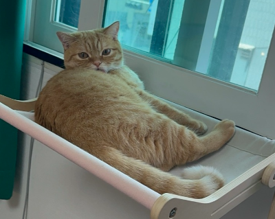 초보 집사