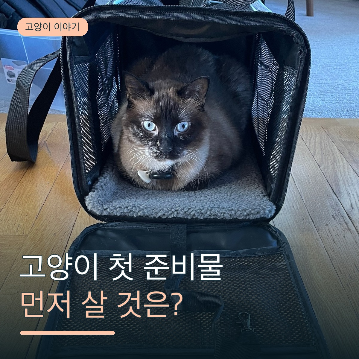 고양이 처음 키울 때 뭐부터 사야 할까요? 필수 용품과 나중에 사도 되는 용품 구분하기