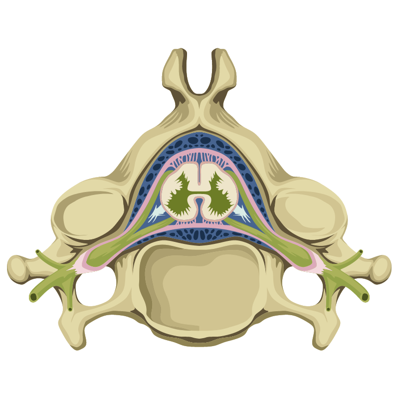 허리 협착증 증상 원인 치료법은?
