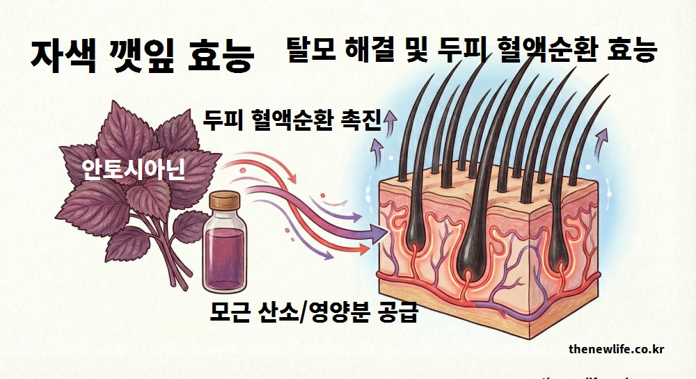자색 깻잎 효능 탈모 해결 및 두피 혈액순환 효과