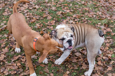 꼬리가 짧은 개의 기분을 읽는 방법.