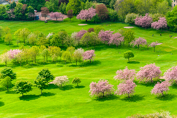 봄꽃 만개한 파크골프장 전경