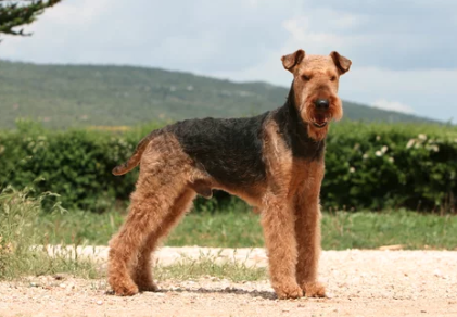 긴 다리 테리어 종류/출처:어도비스톡