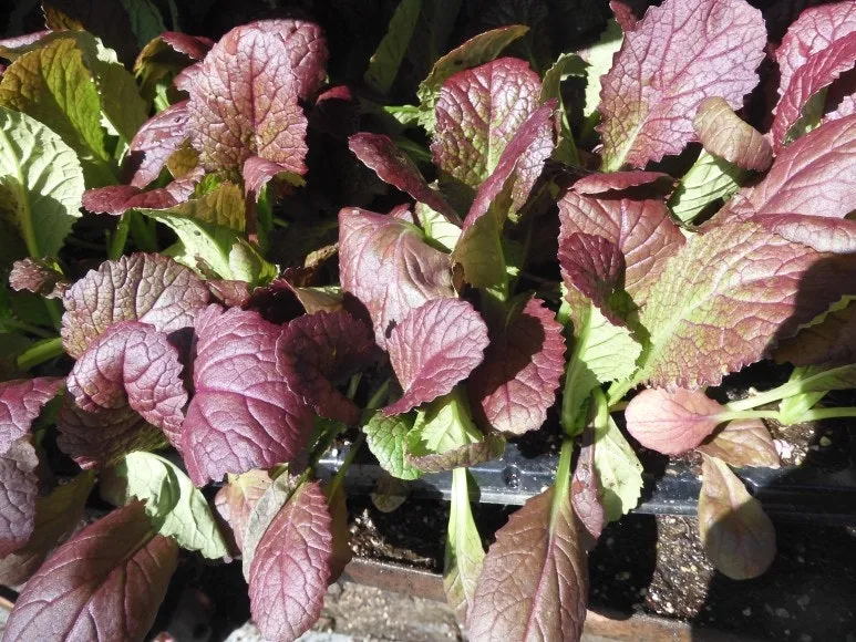 겨자채 재배 발아 빠름 간단한 관리 연속 파종_6