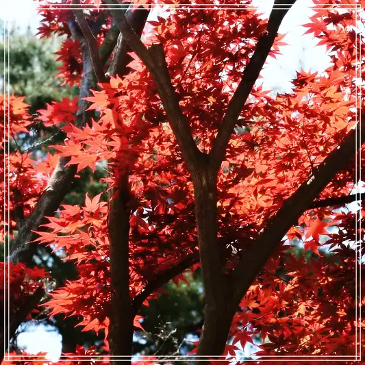 화담숲 모노레일 예약 가이드