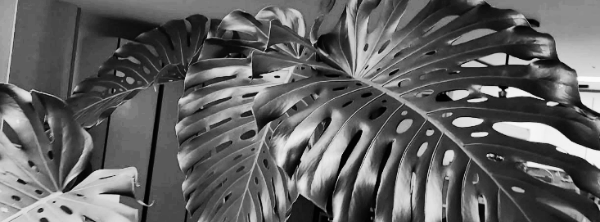 몬스테라 키우기: 온도