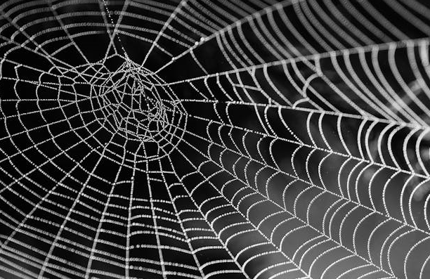 거미 감각모 인공화(Spider Sensory Mimicry)를 활용한 인간 촉각 재활 훈련 기술