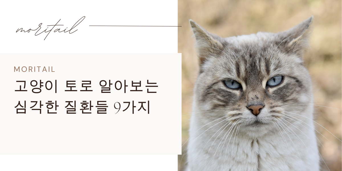 고양이 토로 알아보는 심각한 질환들 9가지