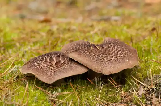 능이버섯 효능 효과 및 가격, 주의점