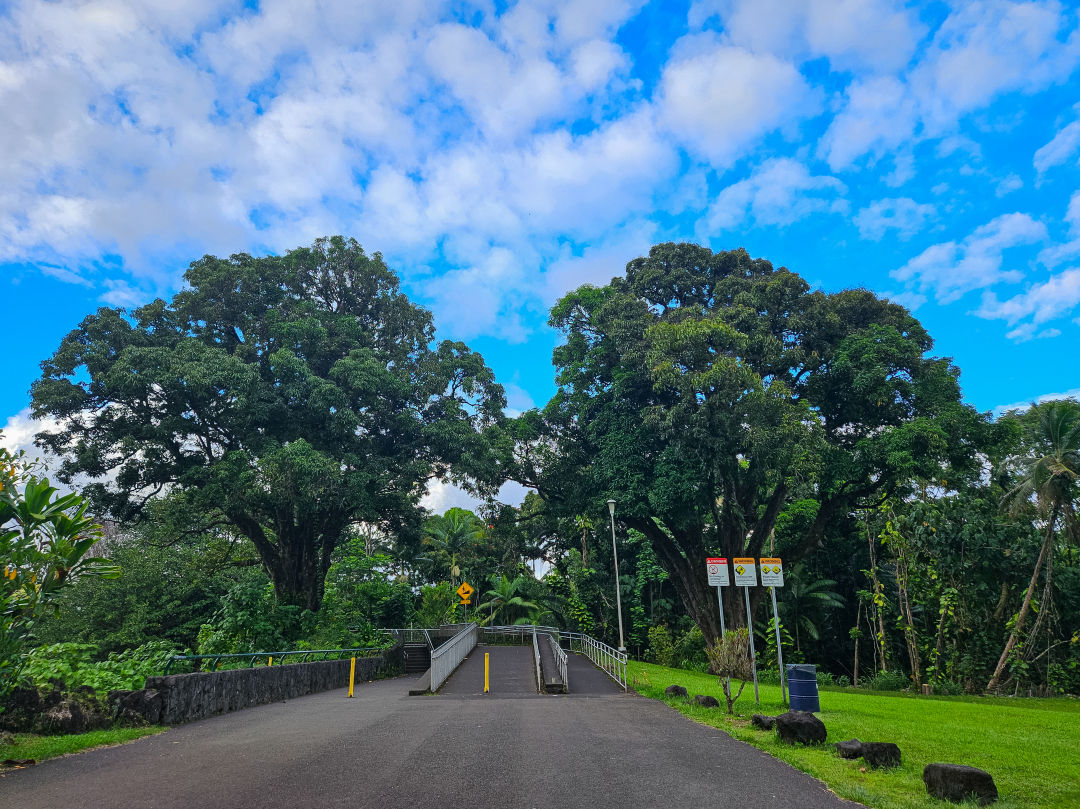 하와이 힐로 레인보우 폭포 나무