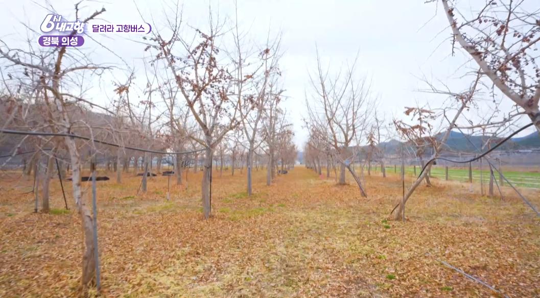 은행이 다 져버린 6시내고향 의성 은행나무숲