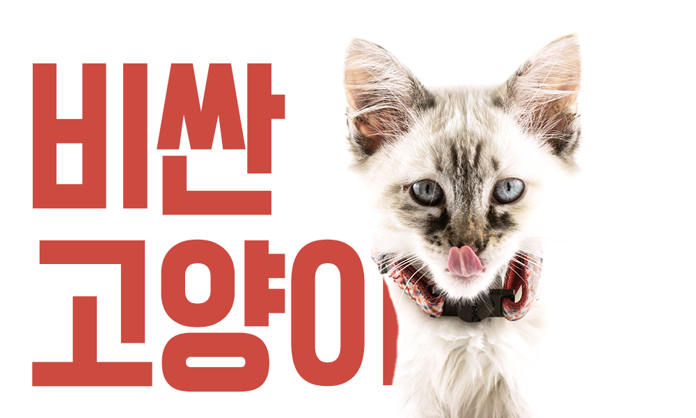 비싼-고양이