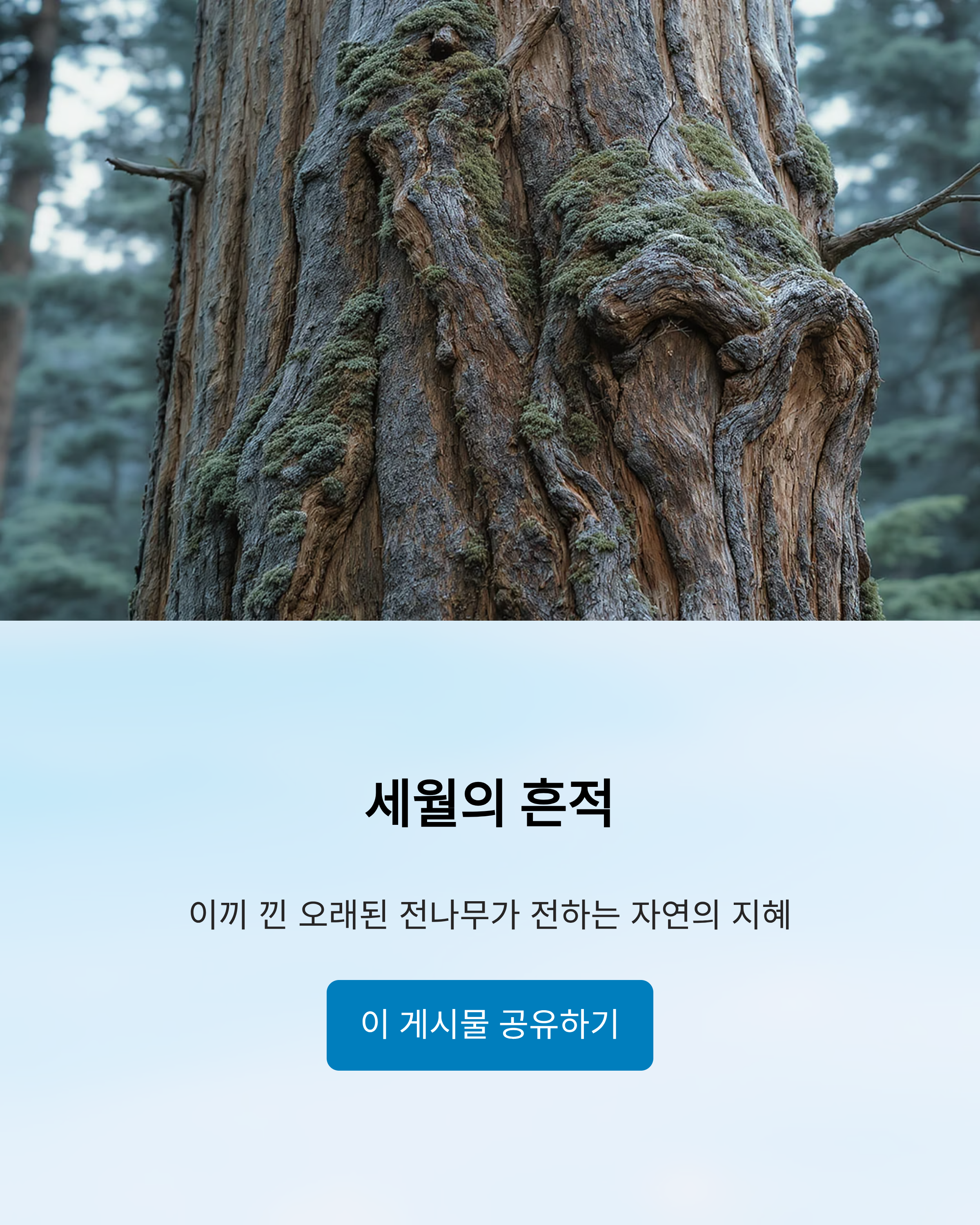 오대산월정사전나무숲길