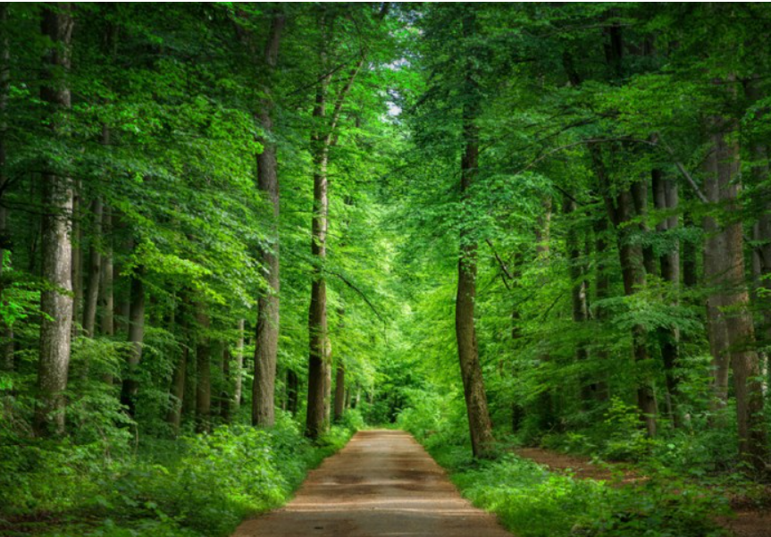 러브버그퇴치법8