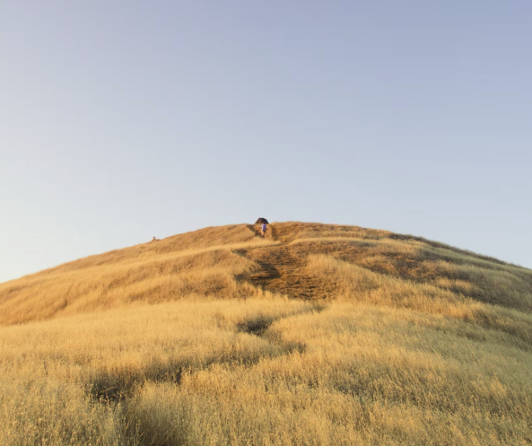 2025 고창 청보리밭 축제 주차