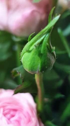 씨앗부터 키워보는 식물 성장 기록