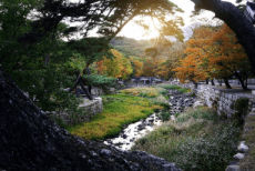 2026 진해군항제 포토스팟