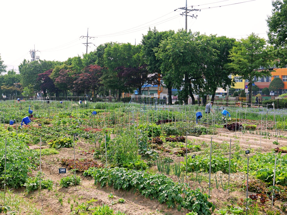 수원 탑동시민농장