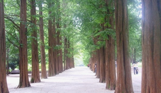 춘천 남이섬 메티스콰이어길