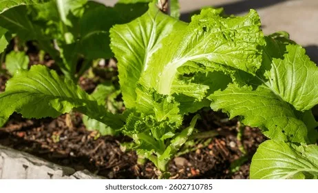 콜라드 재배 상자 텃밭 배양토 배합 병해 줄이기_9