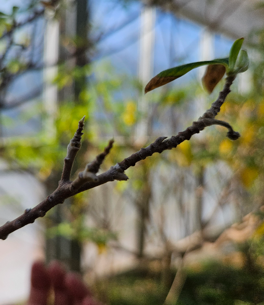 치자나무 겨울눈