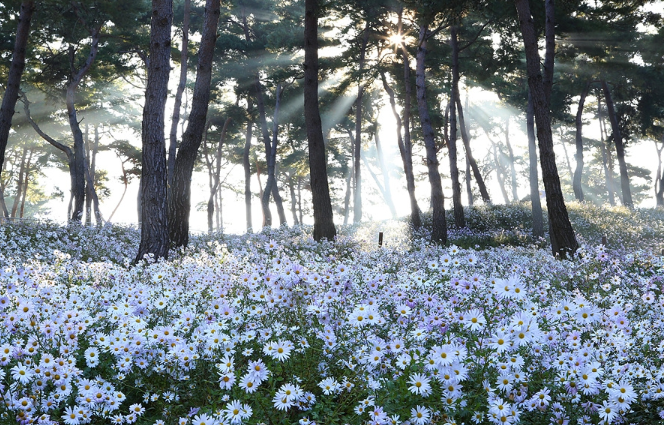 구절초지방정원
