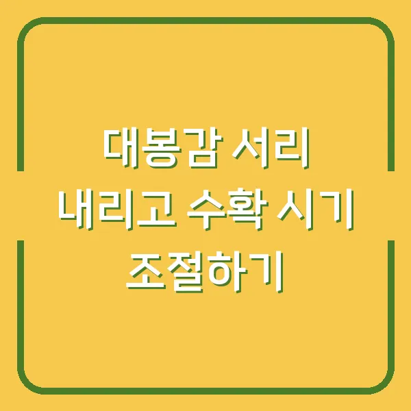대봉감 서리 내리고 수확 시기 조절하기