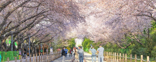 진해 군항제1
