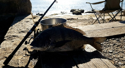 강한 정오 햇빛 아래서 촬영한 감성돔 원본사진