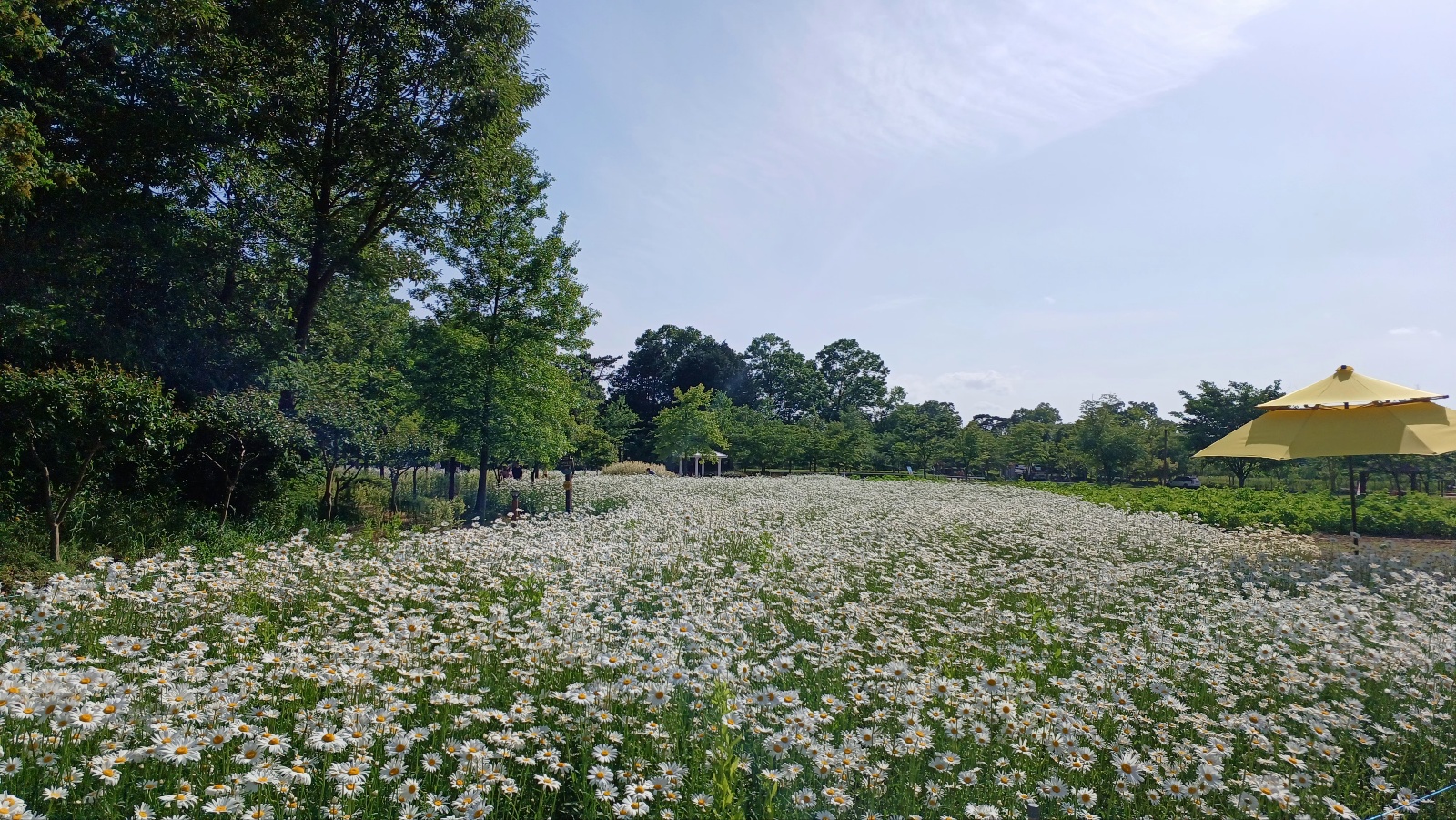 함안 악양생태공원 샤스타데이지7