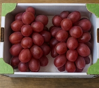 포도 종류