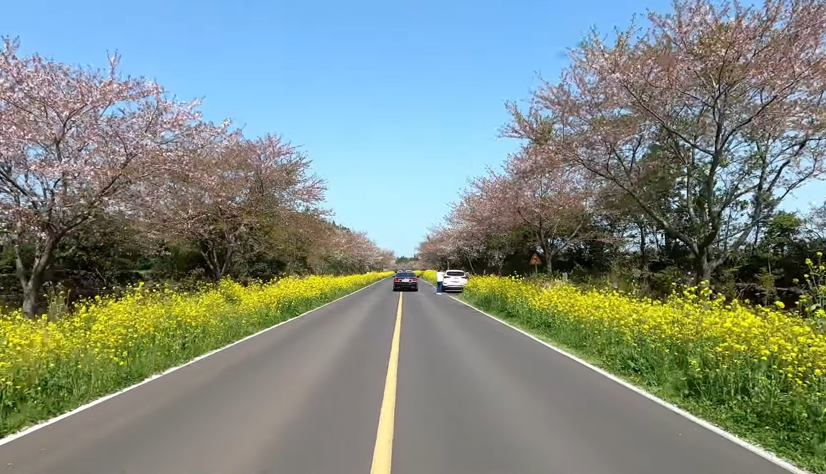 녹산로 유채꽃