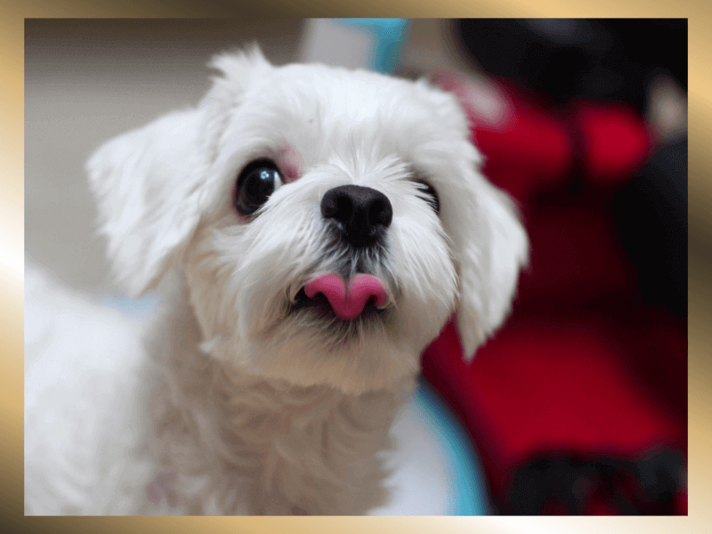 정면을-보고-메롱을-하고있는-하얀-몰티즈