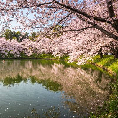 석촌호수 벚꽃
